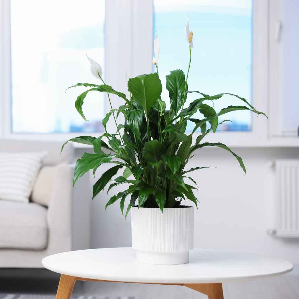 Placement Tips for Best Air Cleaning
