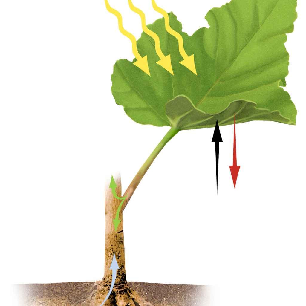 The Incredible Cyanobacteria