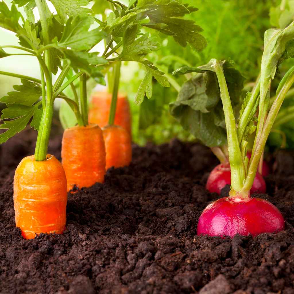 Understanding Florida's Law on HOA Vegetable Gardens