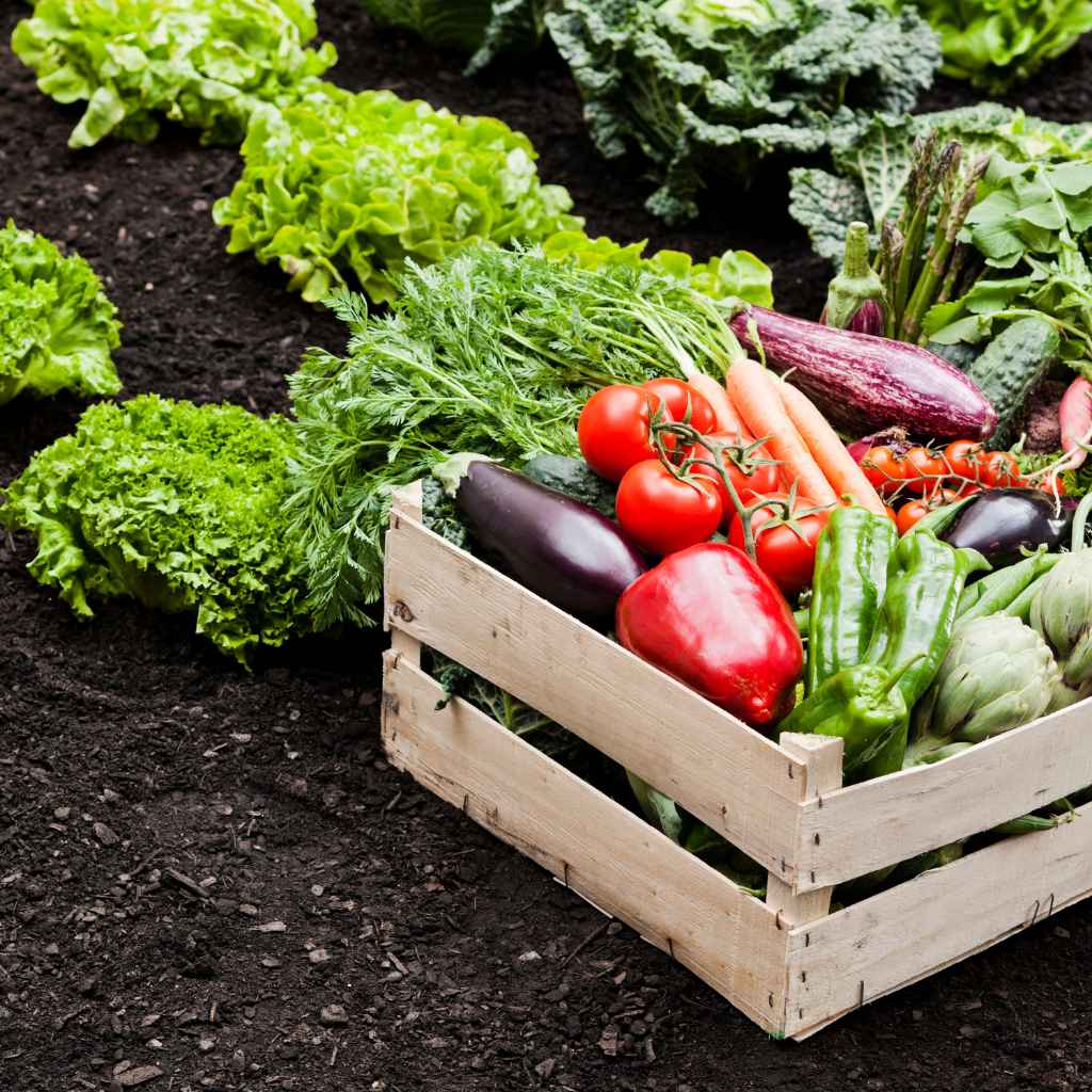 Quick Tips for a Harmonious Garden Experience