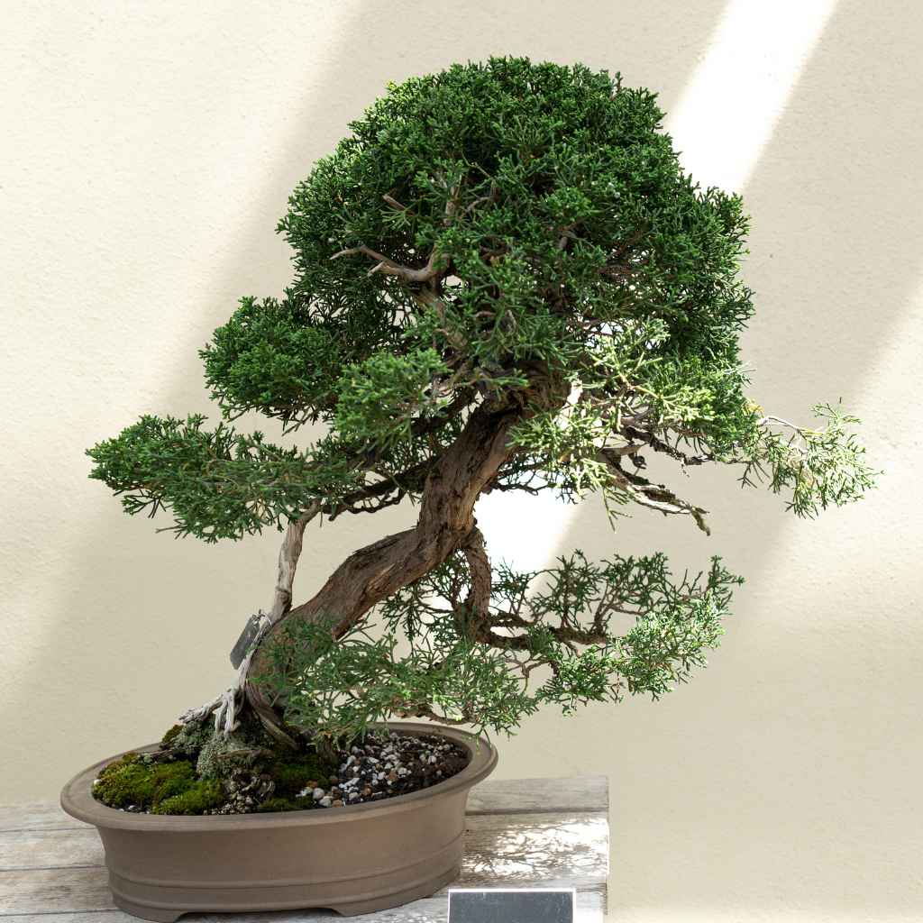 Quick Tips for Wisconsin Juniper Bonsai Winter Care