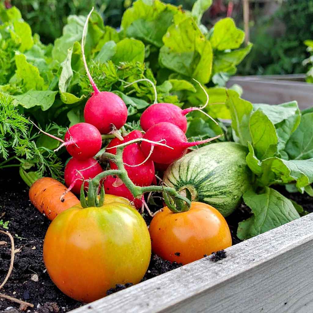 Quick Tips for a Better Harvest