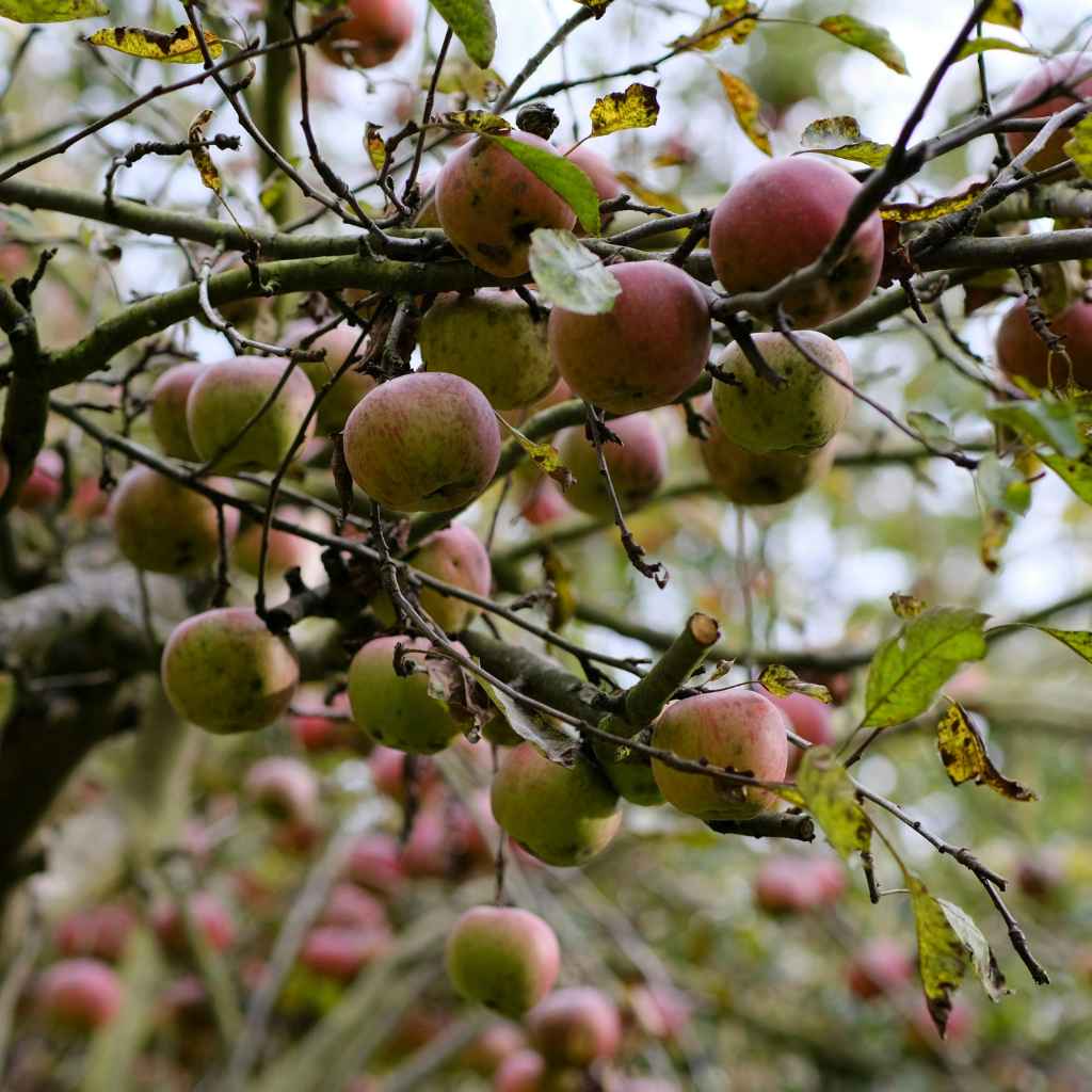 Is It Worth Planting Grocery Store Apple Seeds?