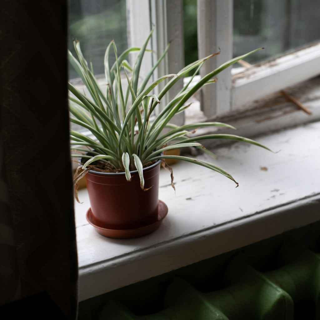 Understanding Indoor Air Quality and Plants
