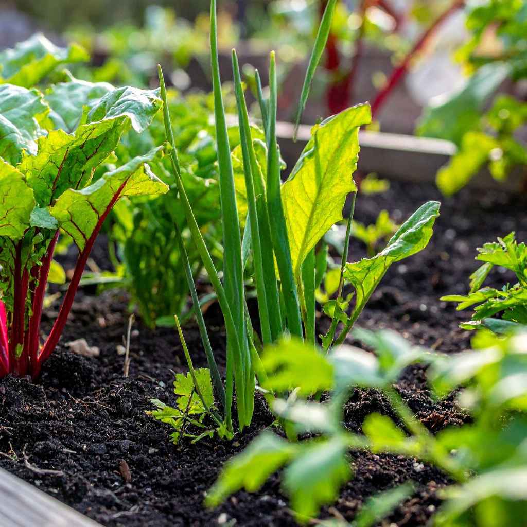 Quick Tips for Your Exotic Garden Adventure