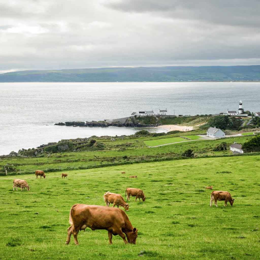 How Animals Shape Plant Life