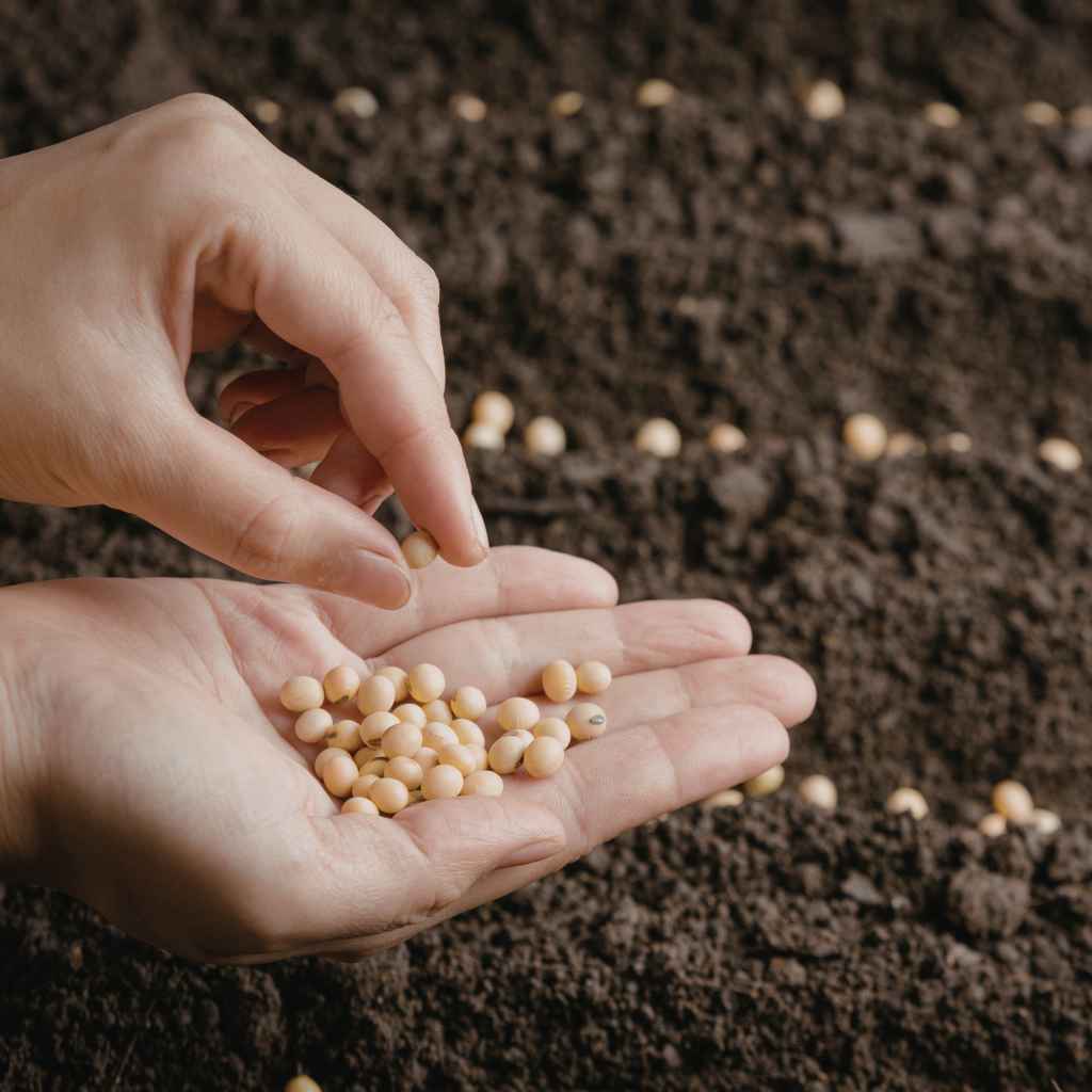 Understanding Grass Seed Germination