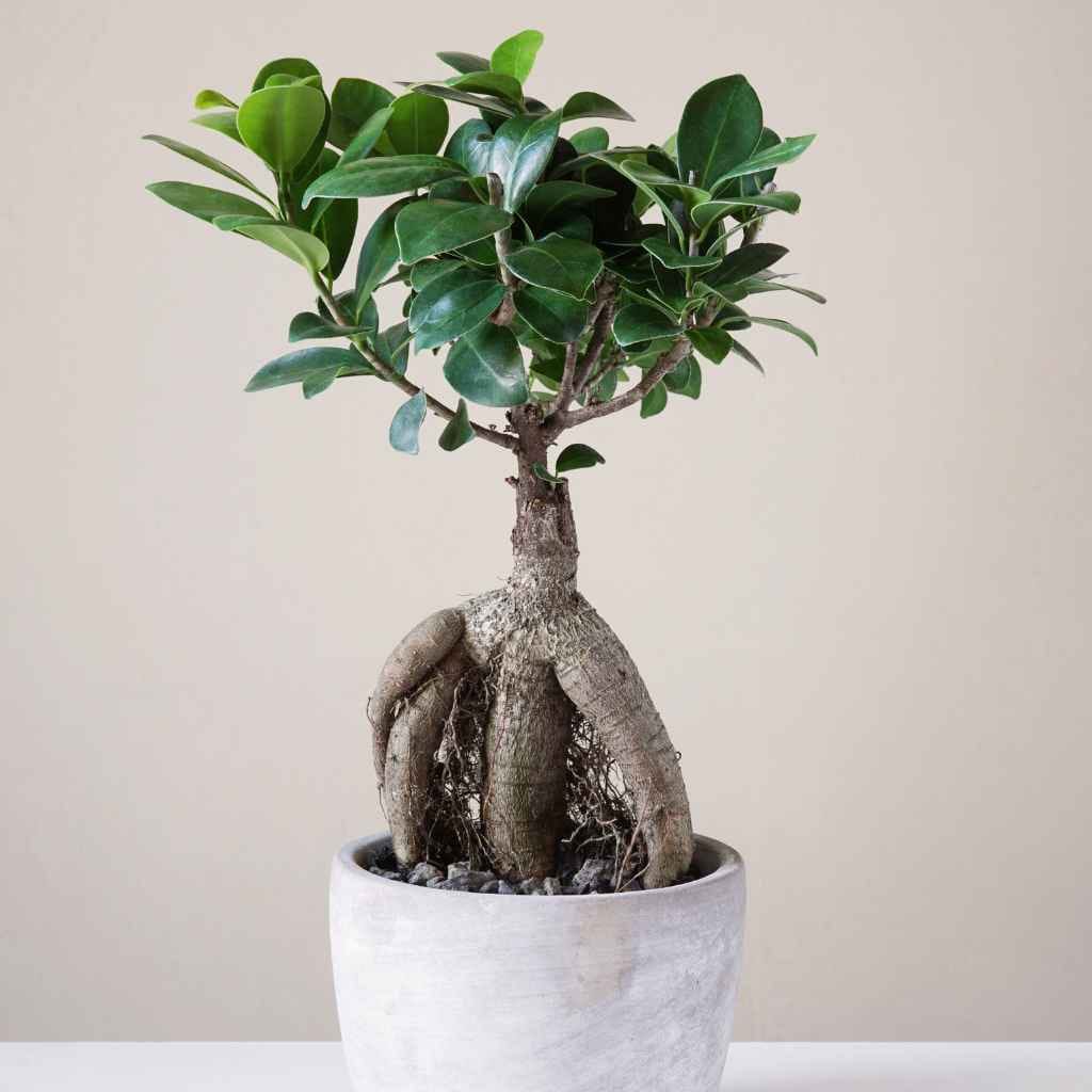 Healthy Ficus Growth