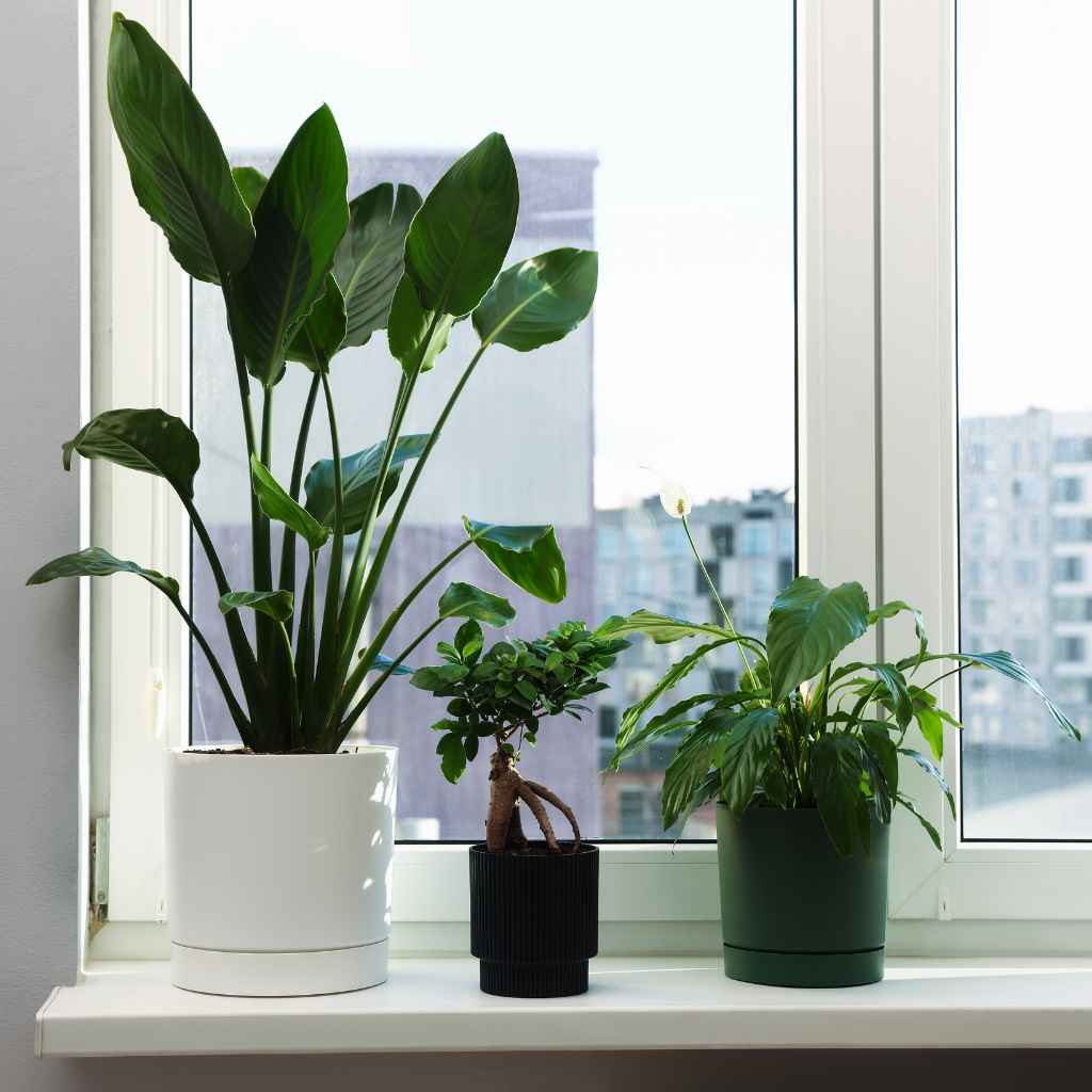 What Does "Purifying Air" Really Mean for Houseplants?