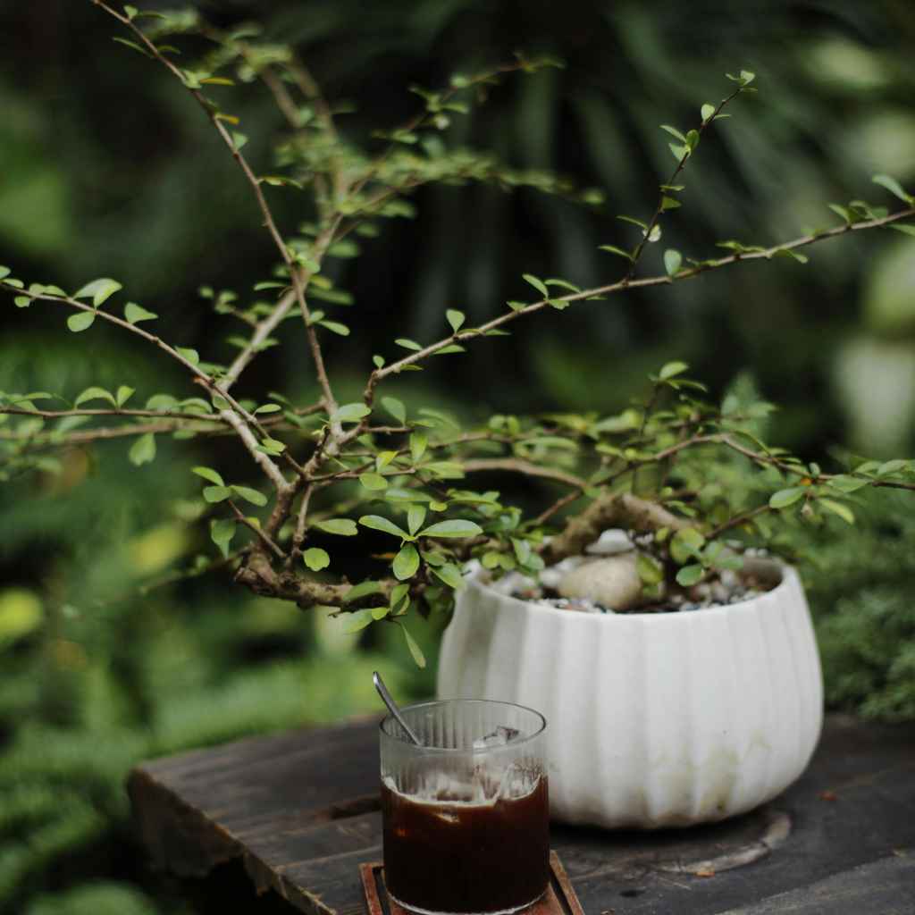 Understanding Spider Mites on Juniper Bonsai