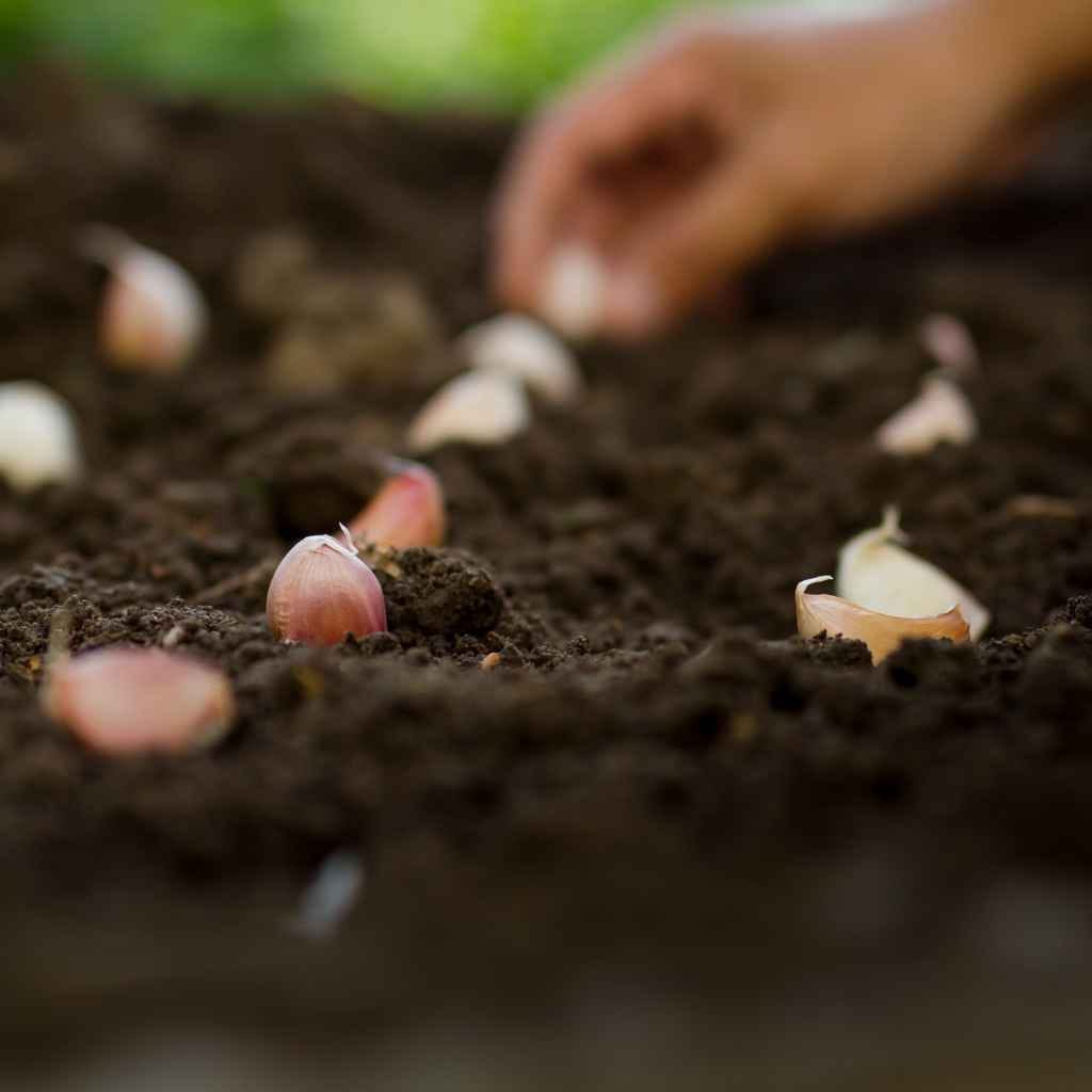 Understanding What Garlic Needs