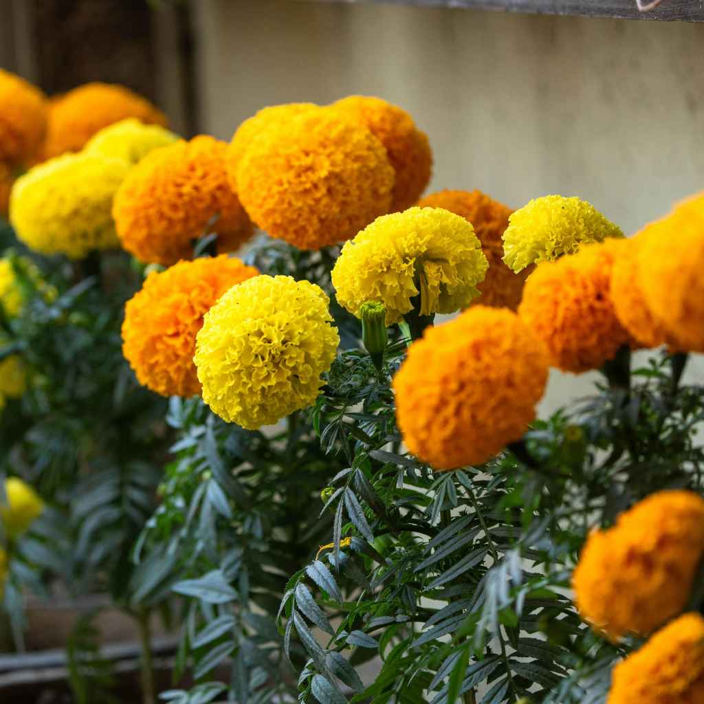 Understanding Marigolds and Their Seeds