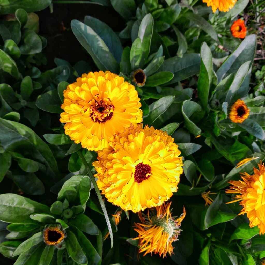 Marigolds as Companion Plants