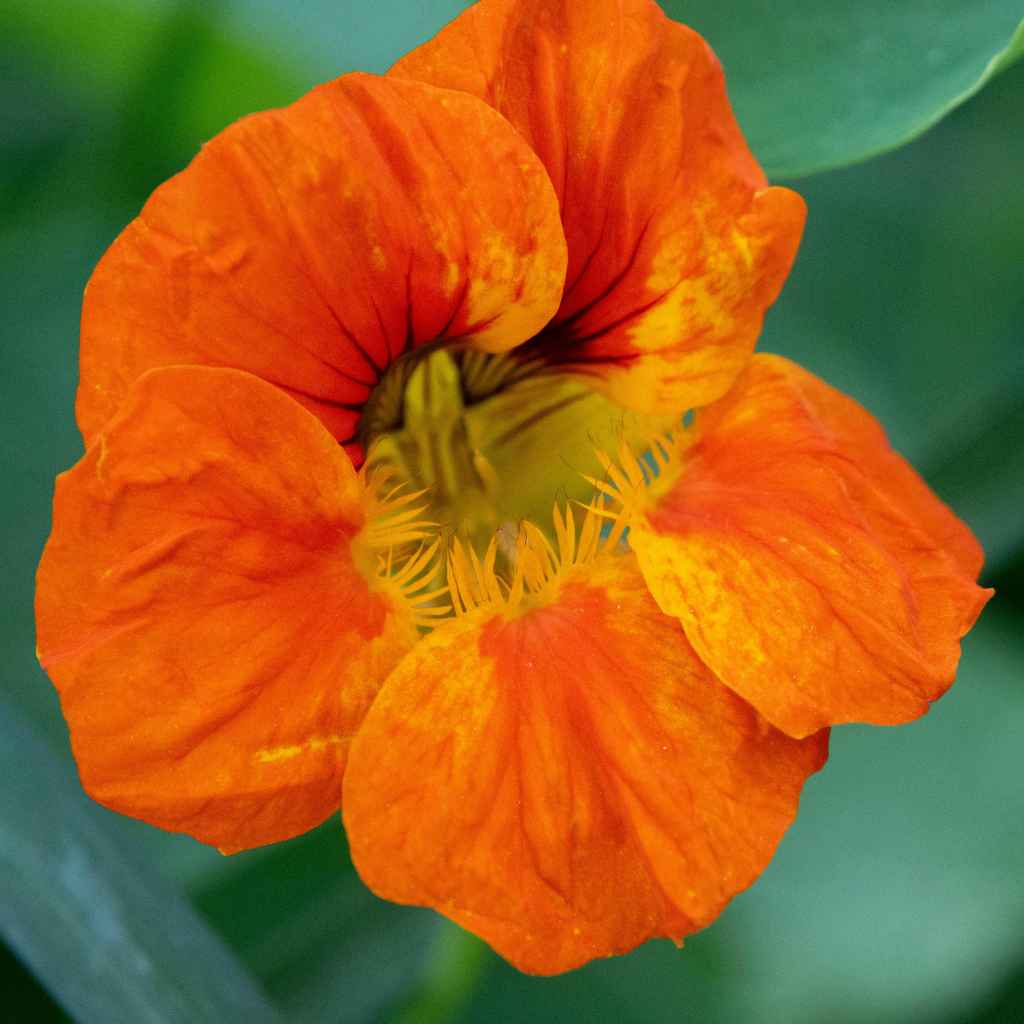 What Nasturtiums Are and Why They're Great