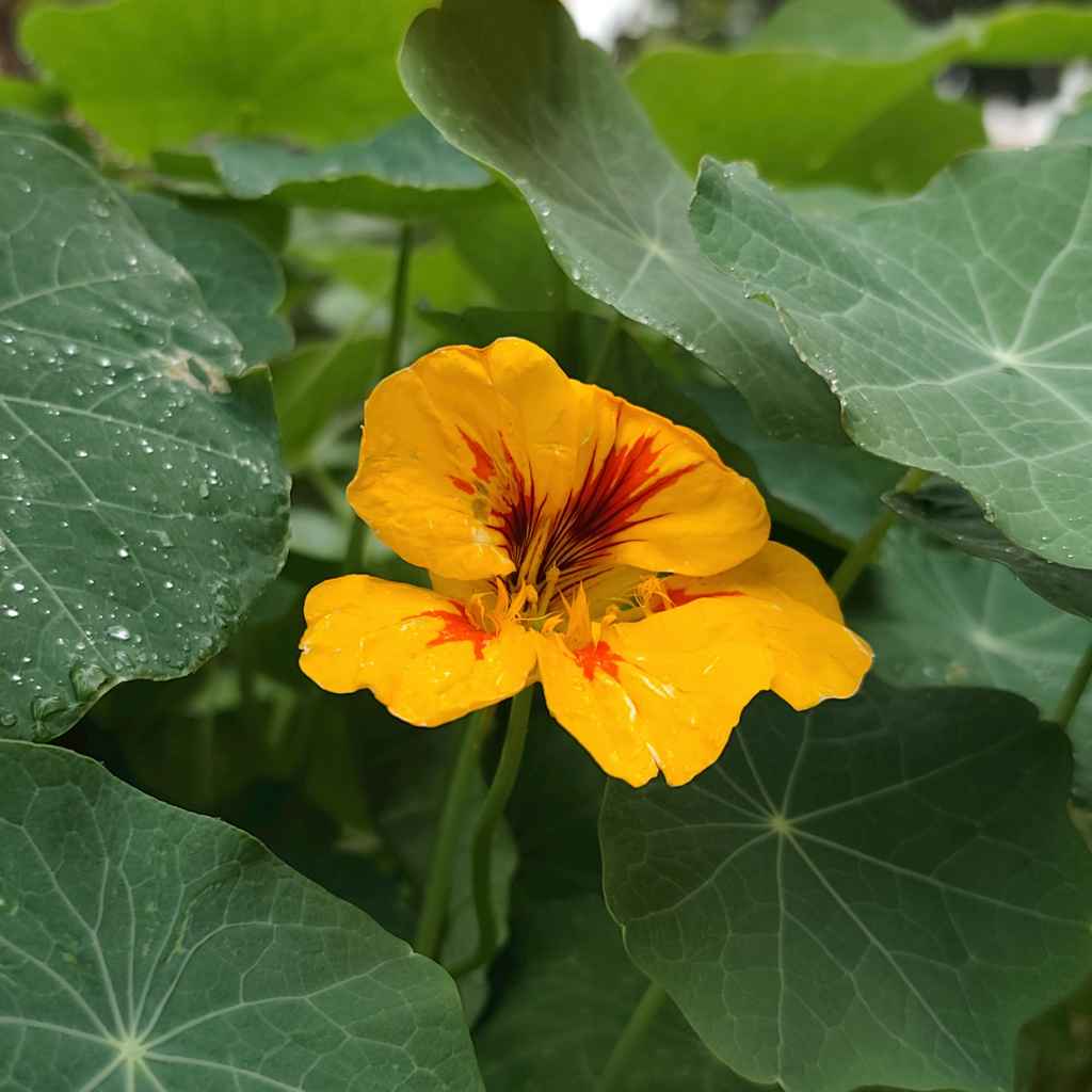 When to Expect Flowers and Seeds