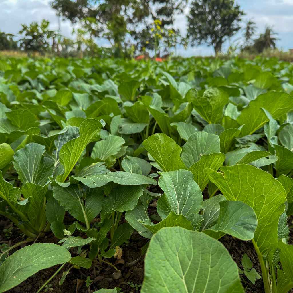 What Are Perennial Vegetables?