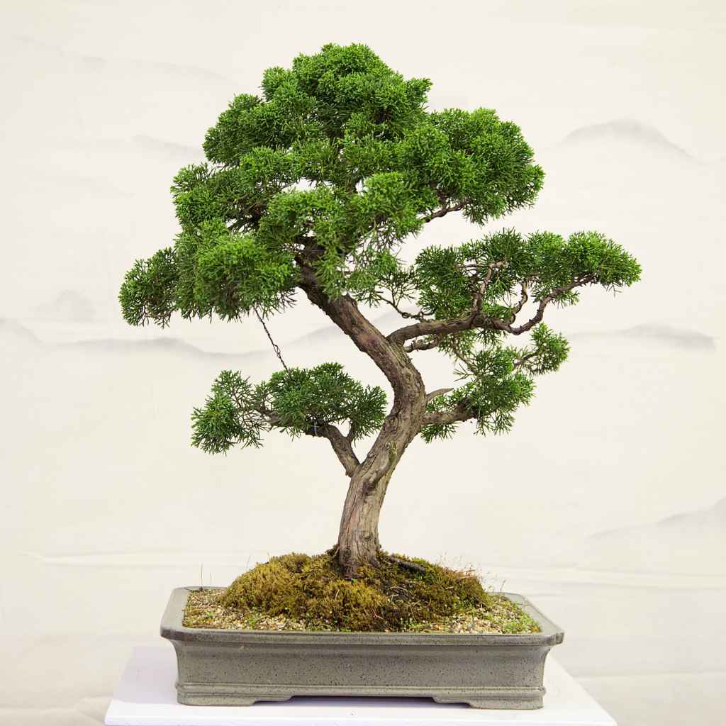 Understanding Juniper Procumbens Nana Growth