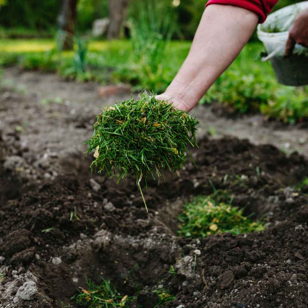 Understanding Planting Seeds in Mulch