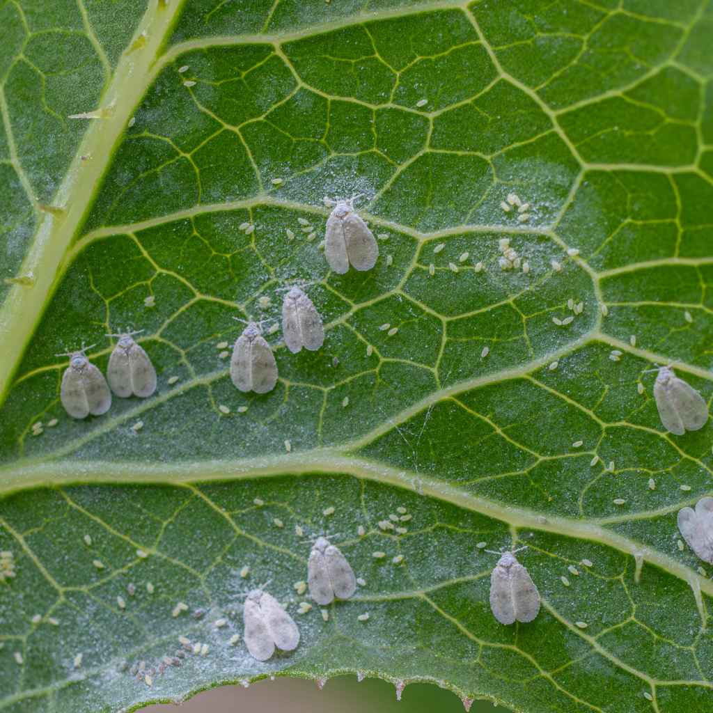 Understanding Common Garden Invaders
