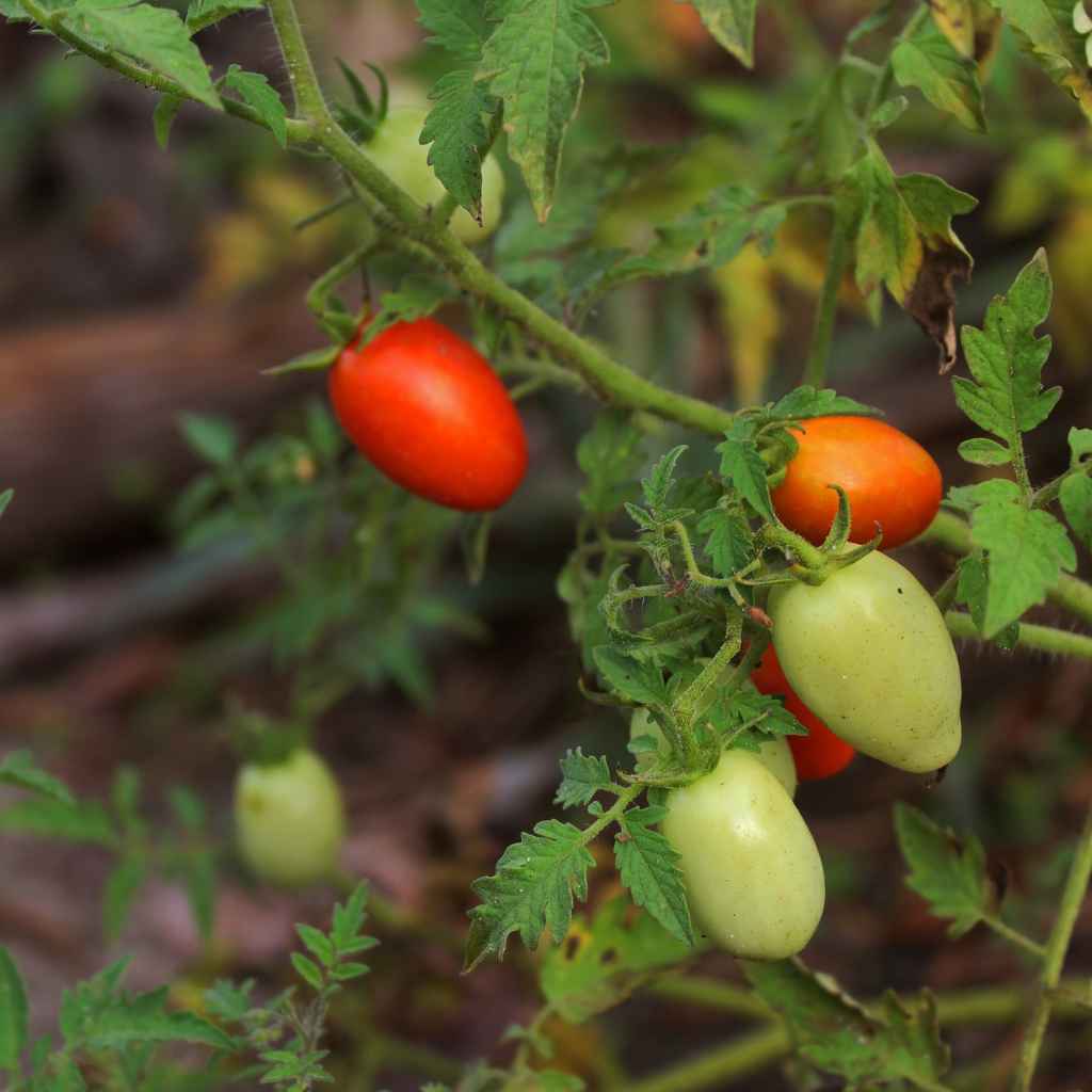 Troubleshooting Common Seed Saving Issues