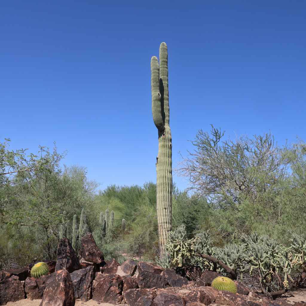 Alternative Ways to Experience the Garden