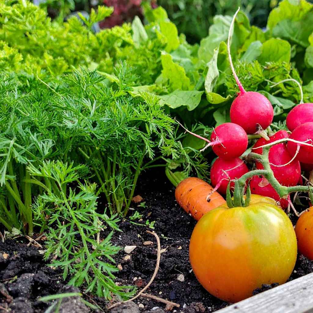 Quick Tips for Better Planting