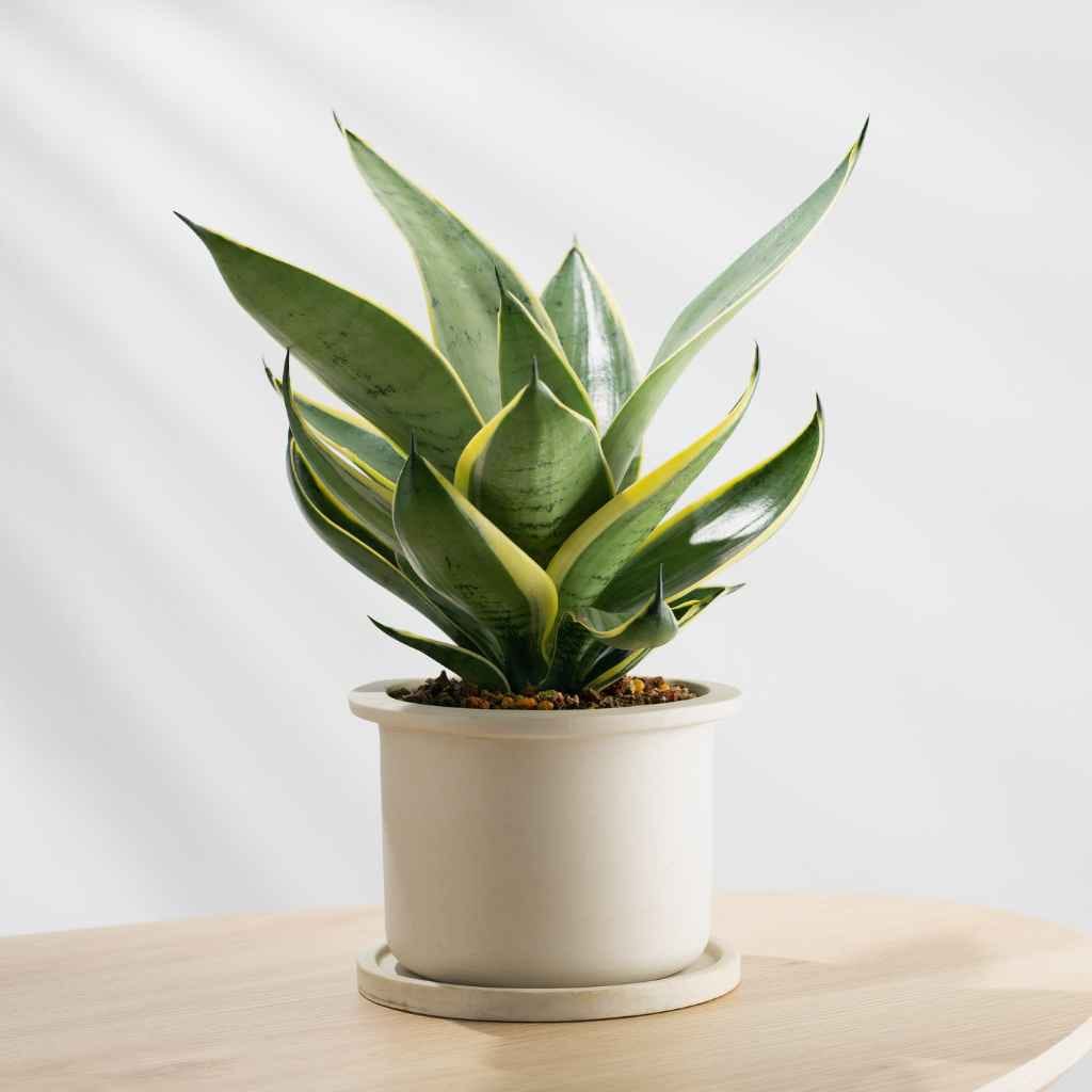 What Are Air-Purifying Plants?