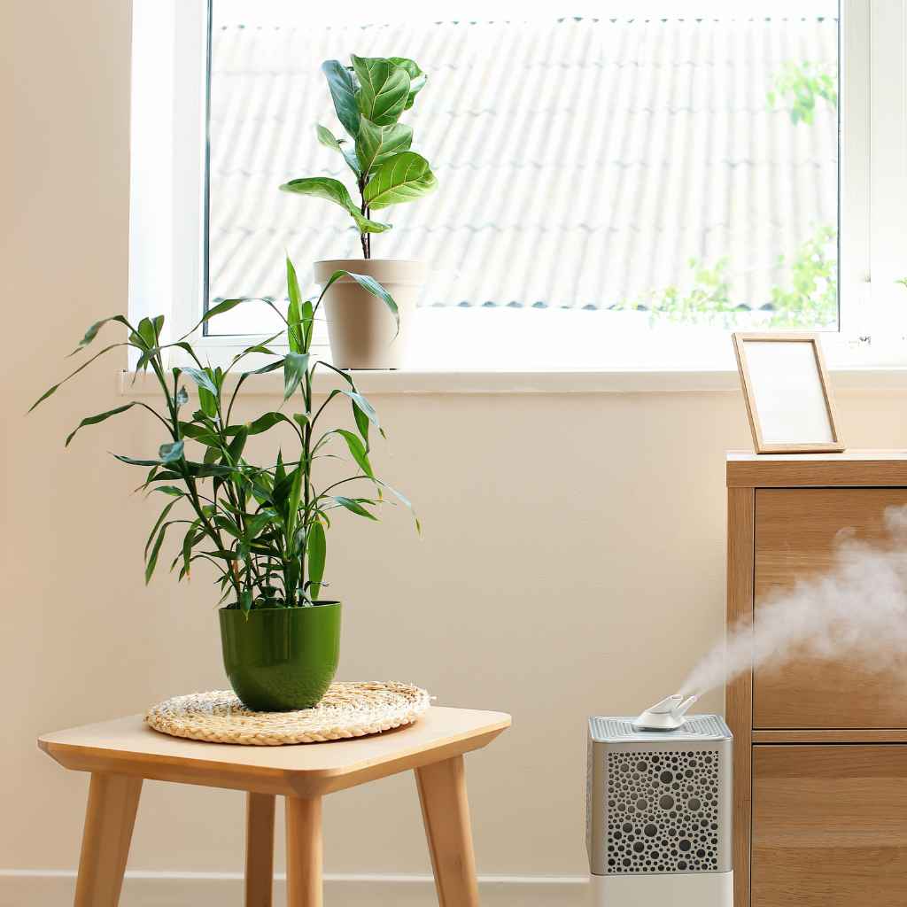 Common Myths About Air-Purifying Plants