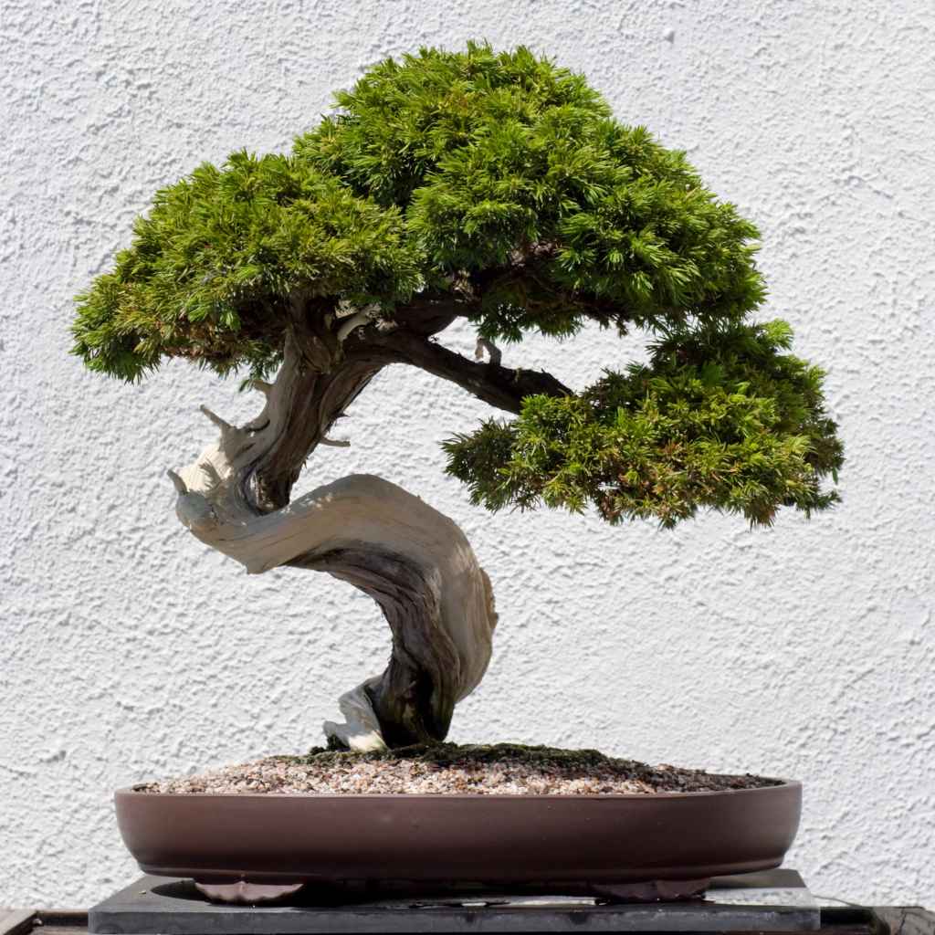 The Three Pillars of Bonsai Success