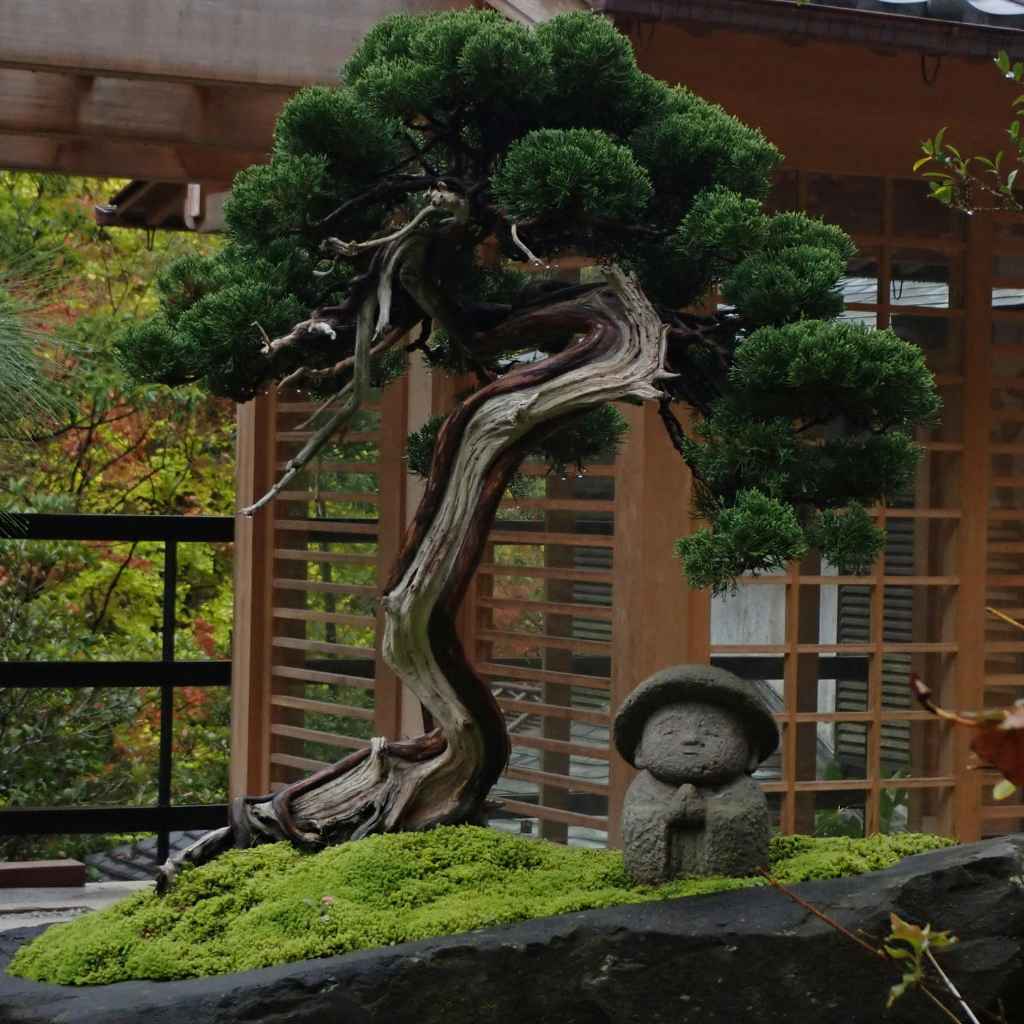 Understanding Your Bonsai's Needs Right Now