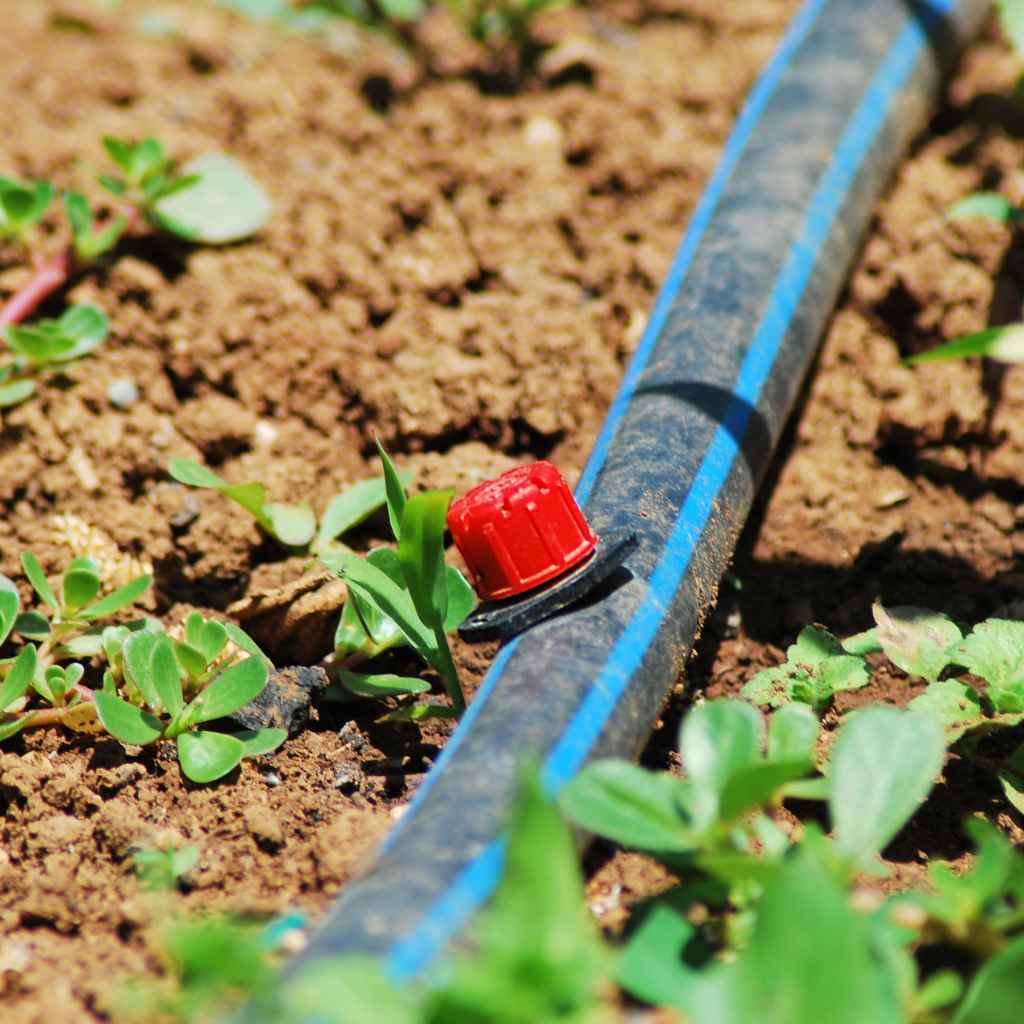 Understanding Drip Emitters for Veggie Gardens