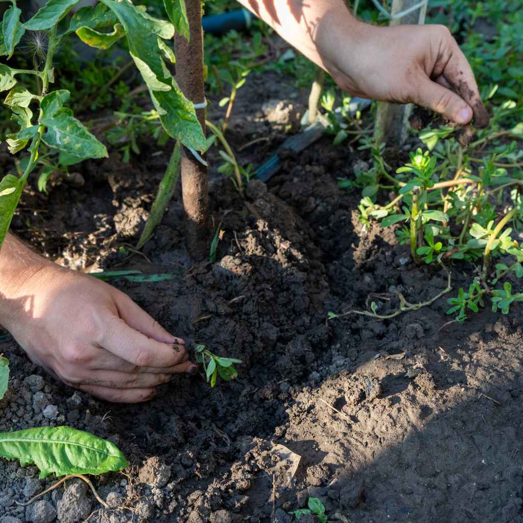 Understanding Weed Barrier Fabric for Veggie Patches