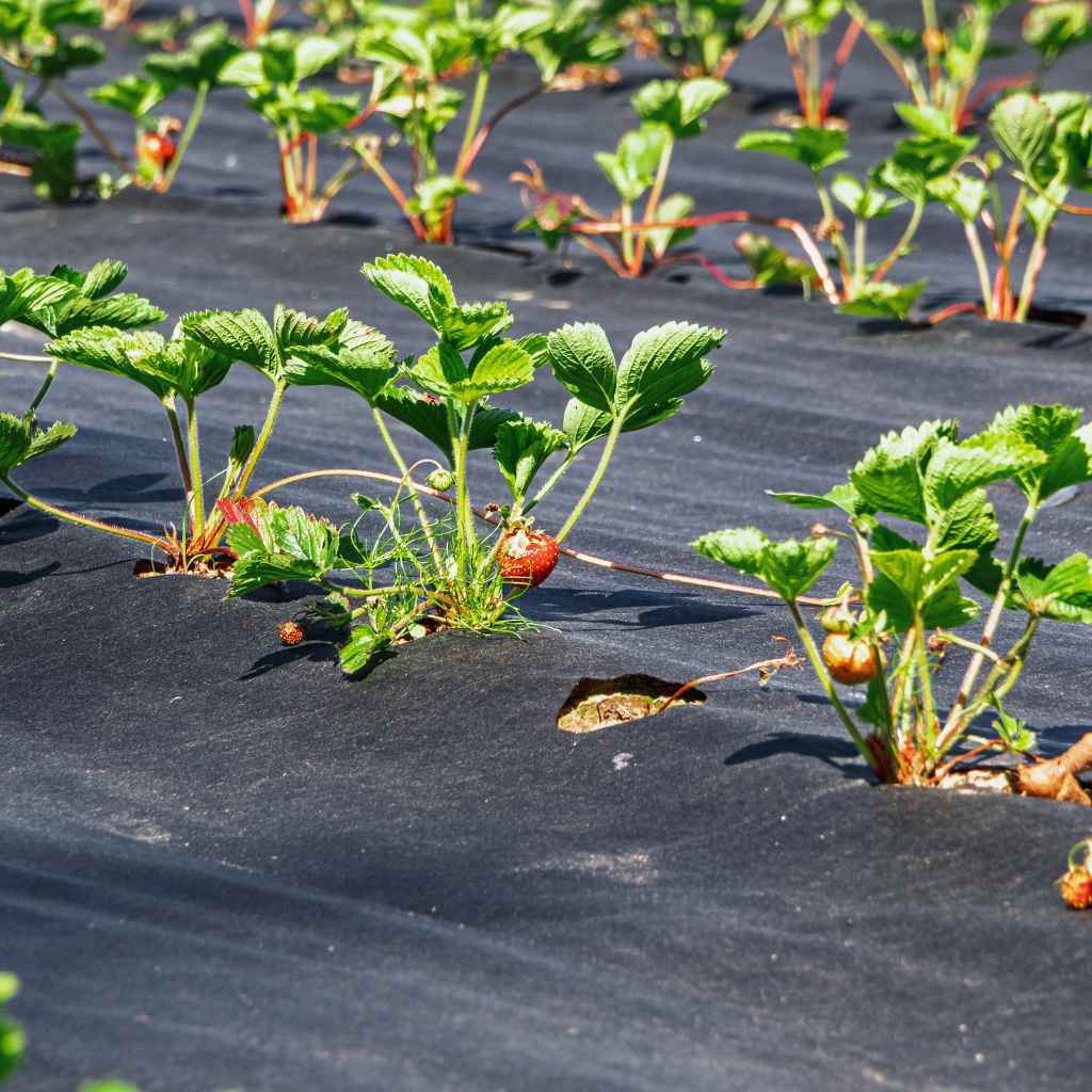 Quick Tips for Using Weed Barrier Fabric Effectively