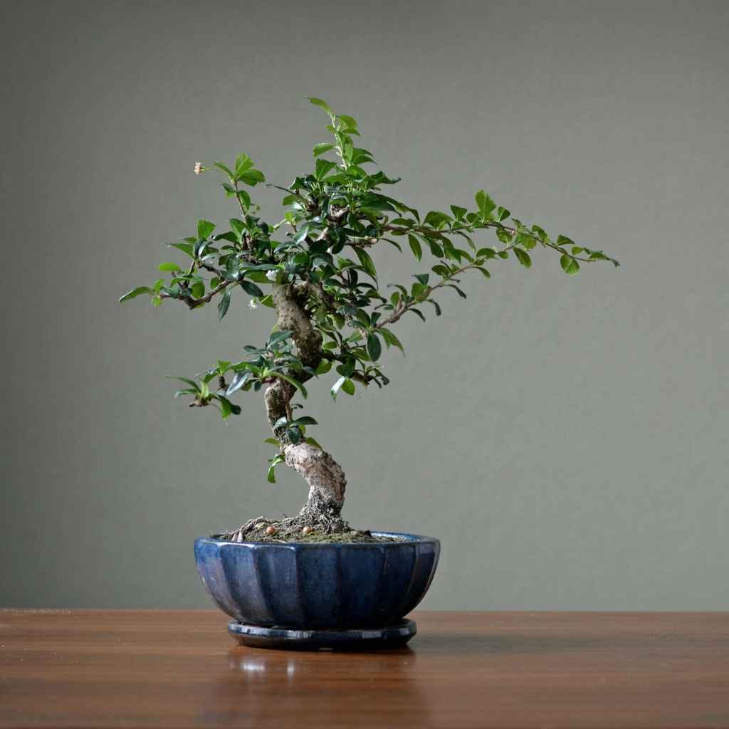Understanding Bonsai Soil