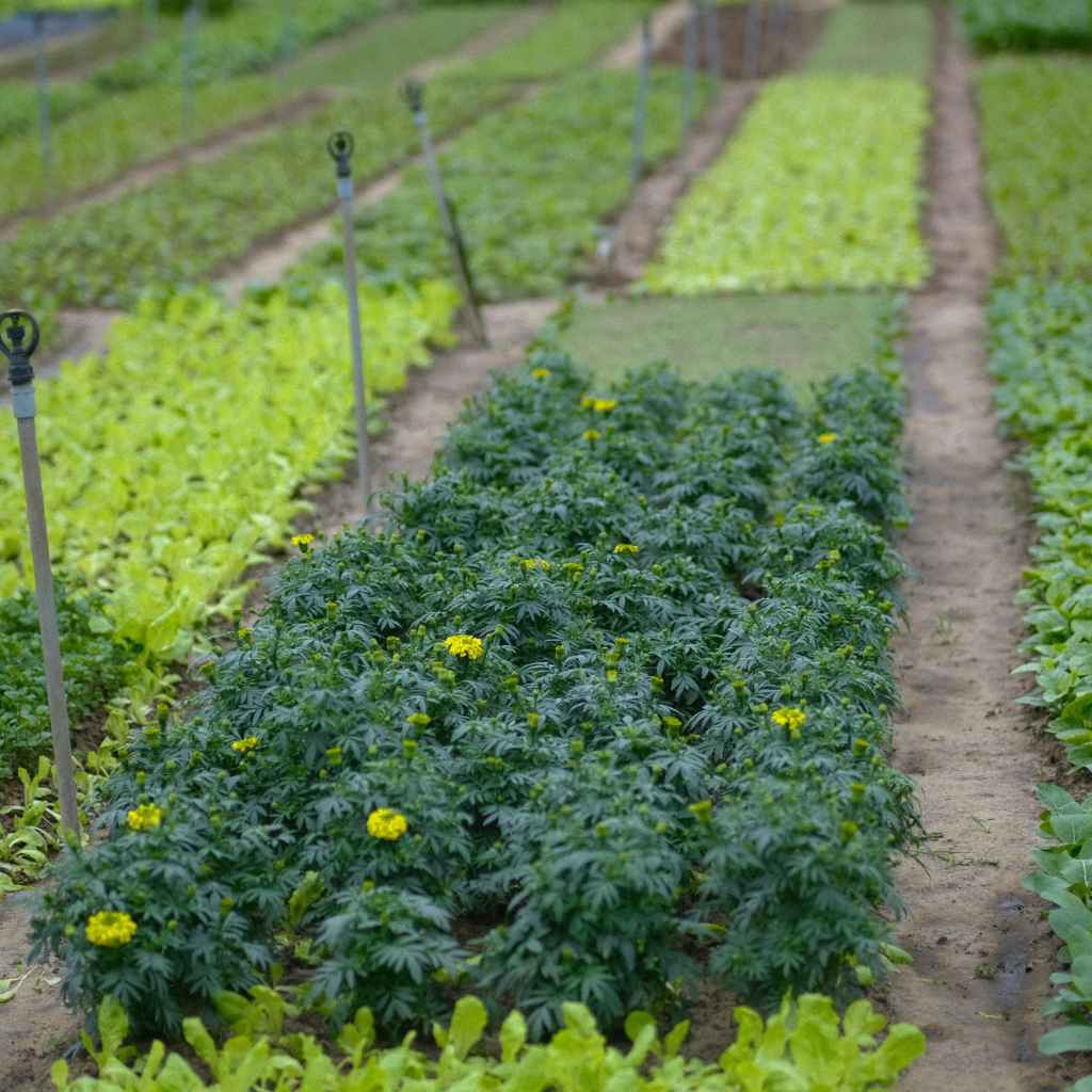 My First Garden