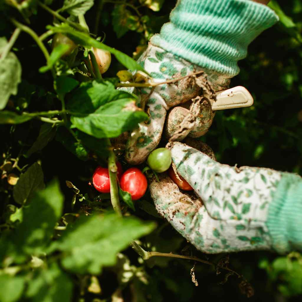 Quick Tips for Vegetable Garden Success