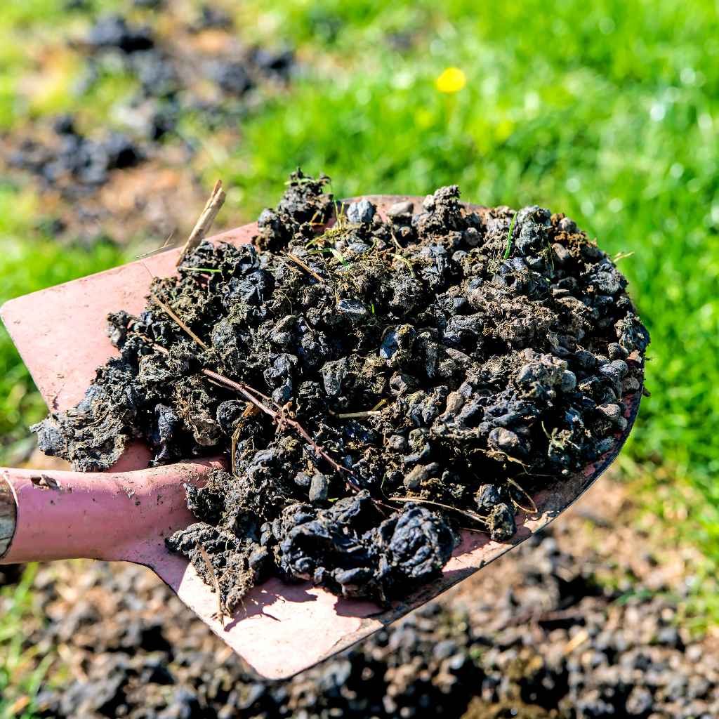 My First Garden Manure Mishap