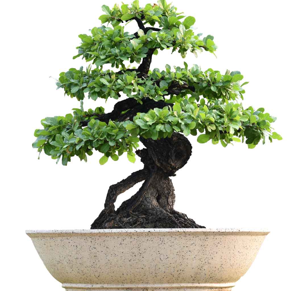 Understanding Juniper Bonsai Temperature Needs