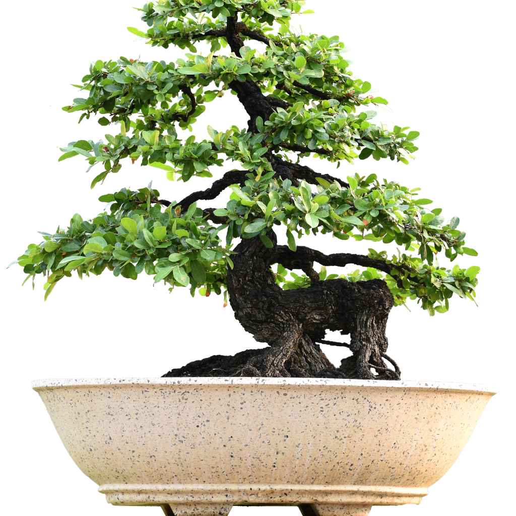 What happens if my juniper bonsai freezes too hard?