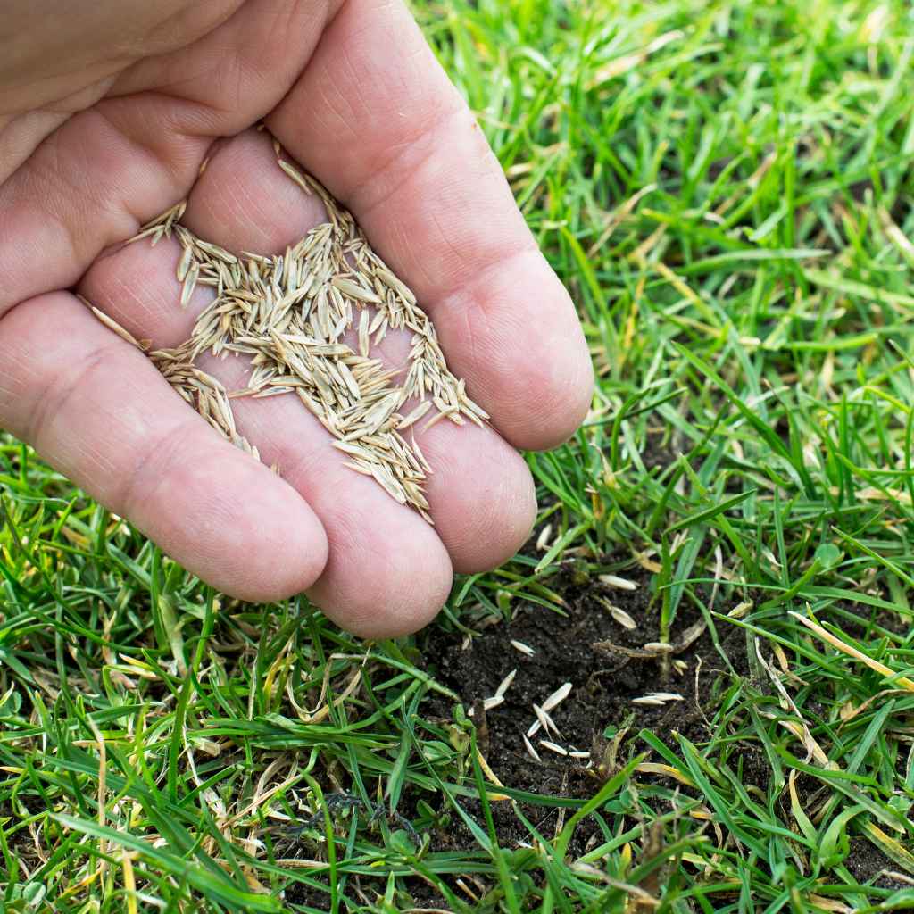 Understanding Centipede Grass Planting Times