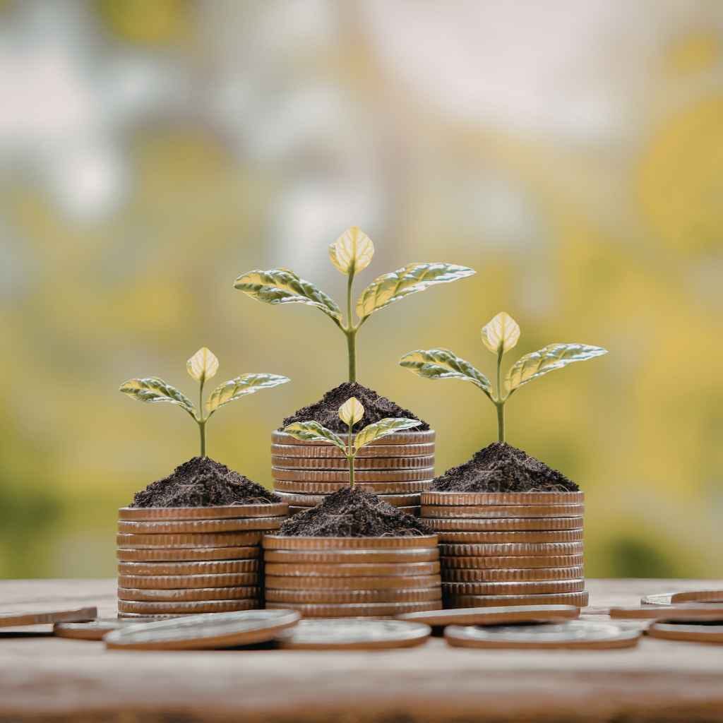 Understanding Outdoor Marijuana Planting Times