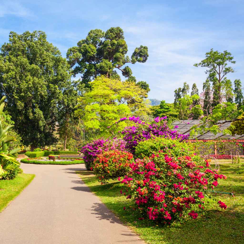 Understanding Fort Worth Botanical Gardens and Music Events