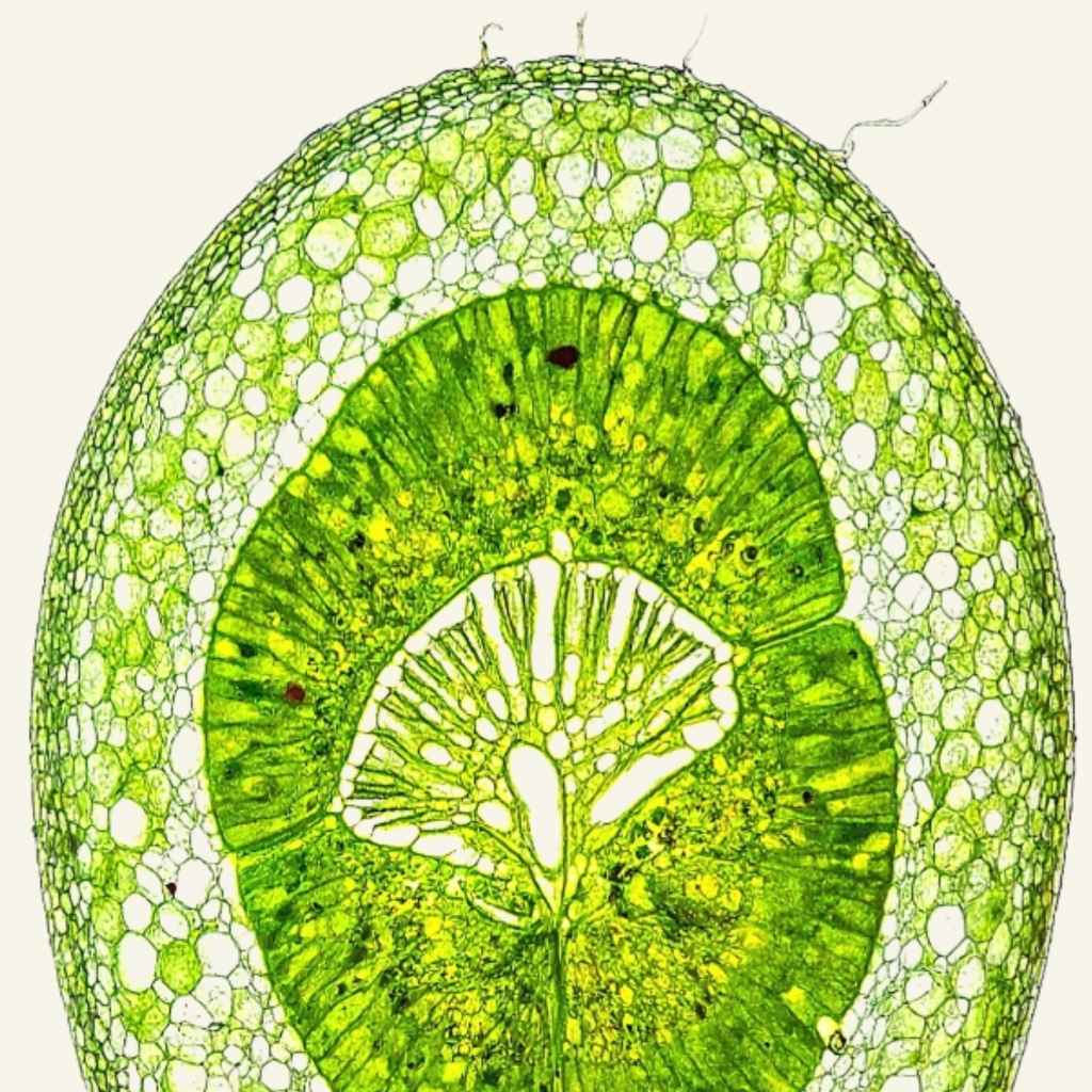 The Amazing Chloroplast