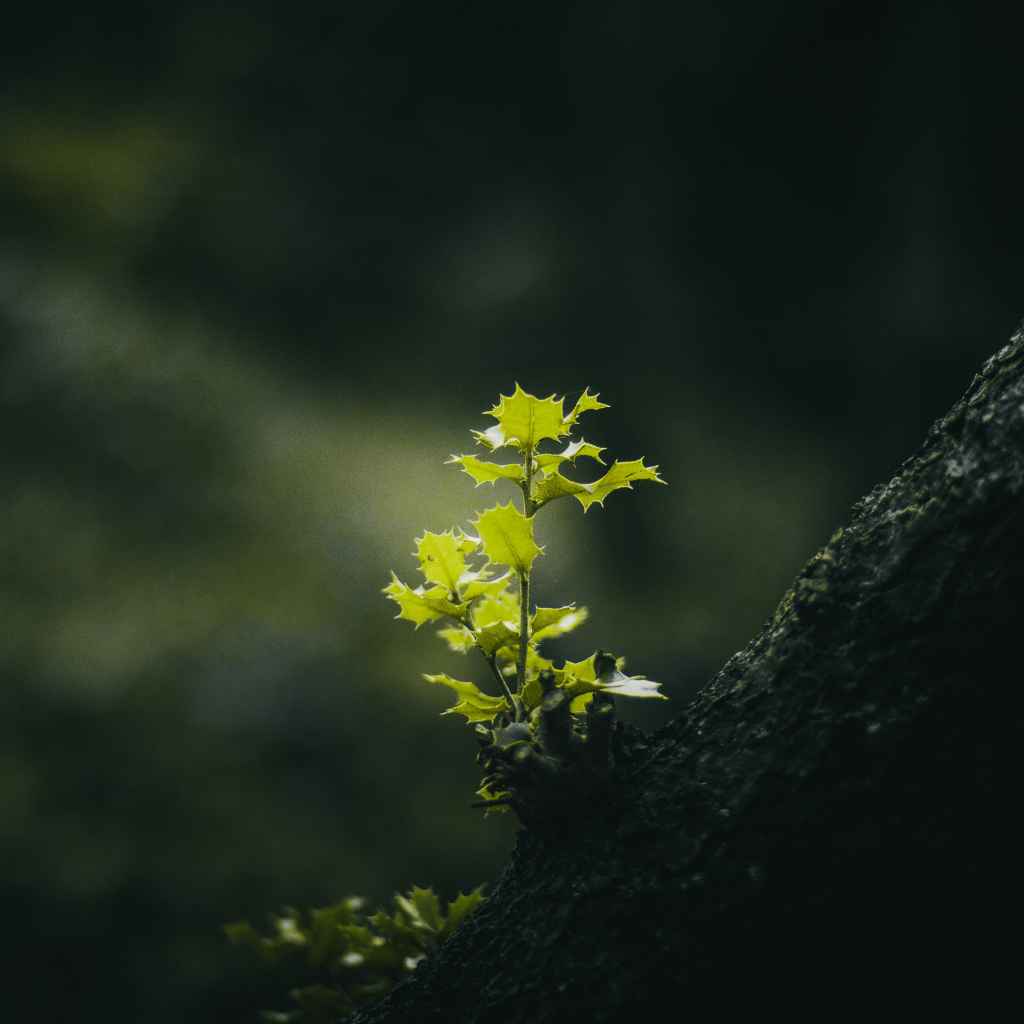 When to Worry About Your Plant's Greenness