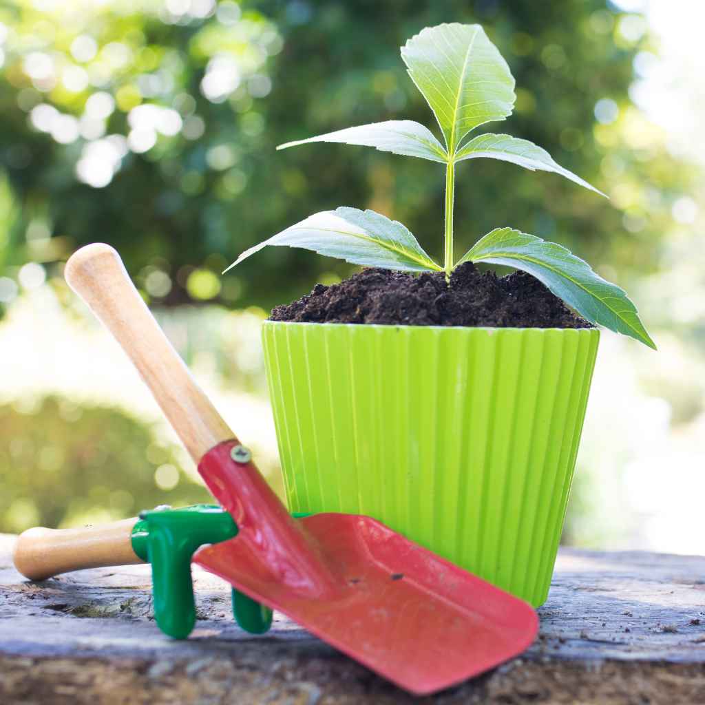 What Are Container Gardening Materials?