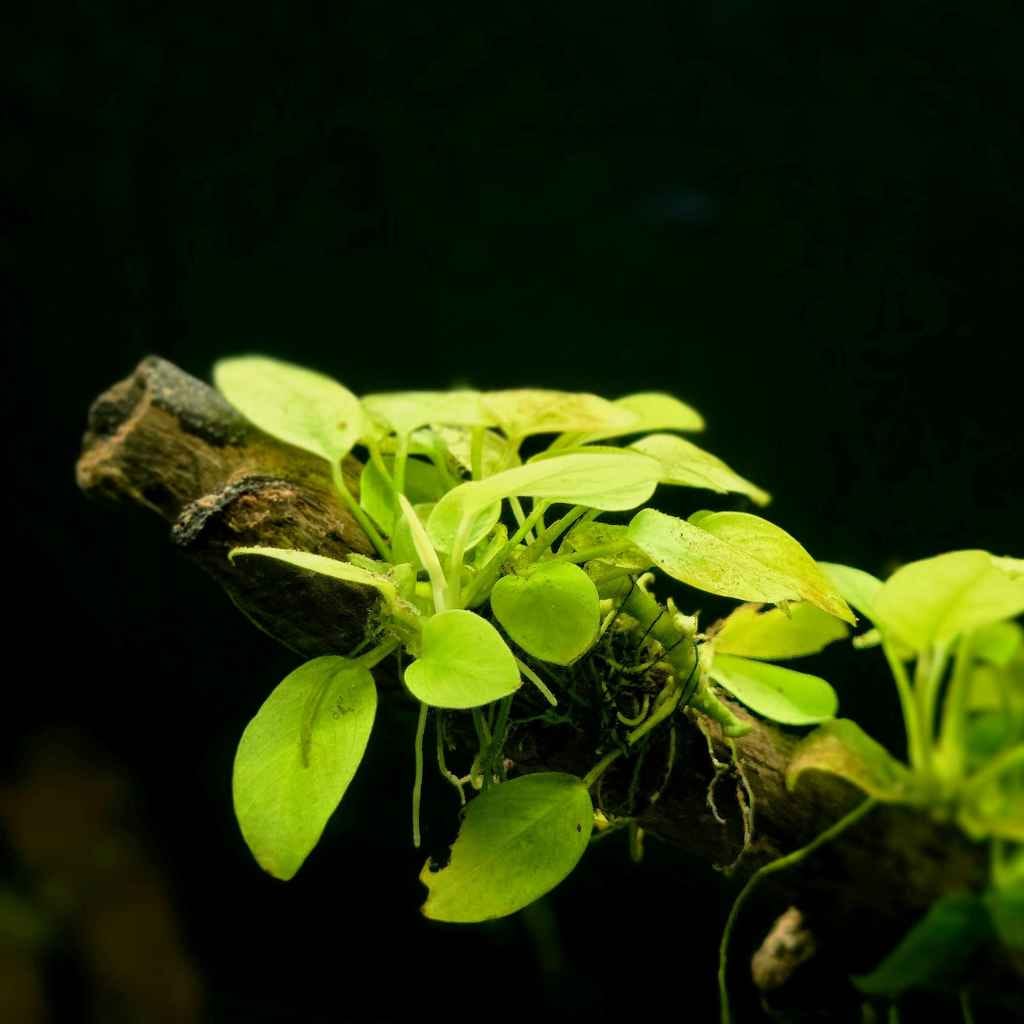 Quick Tips for Observing Euglena