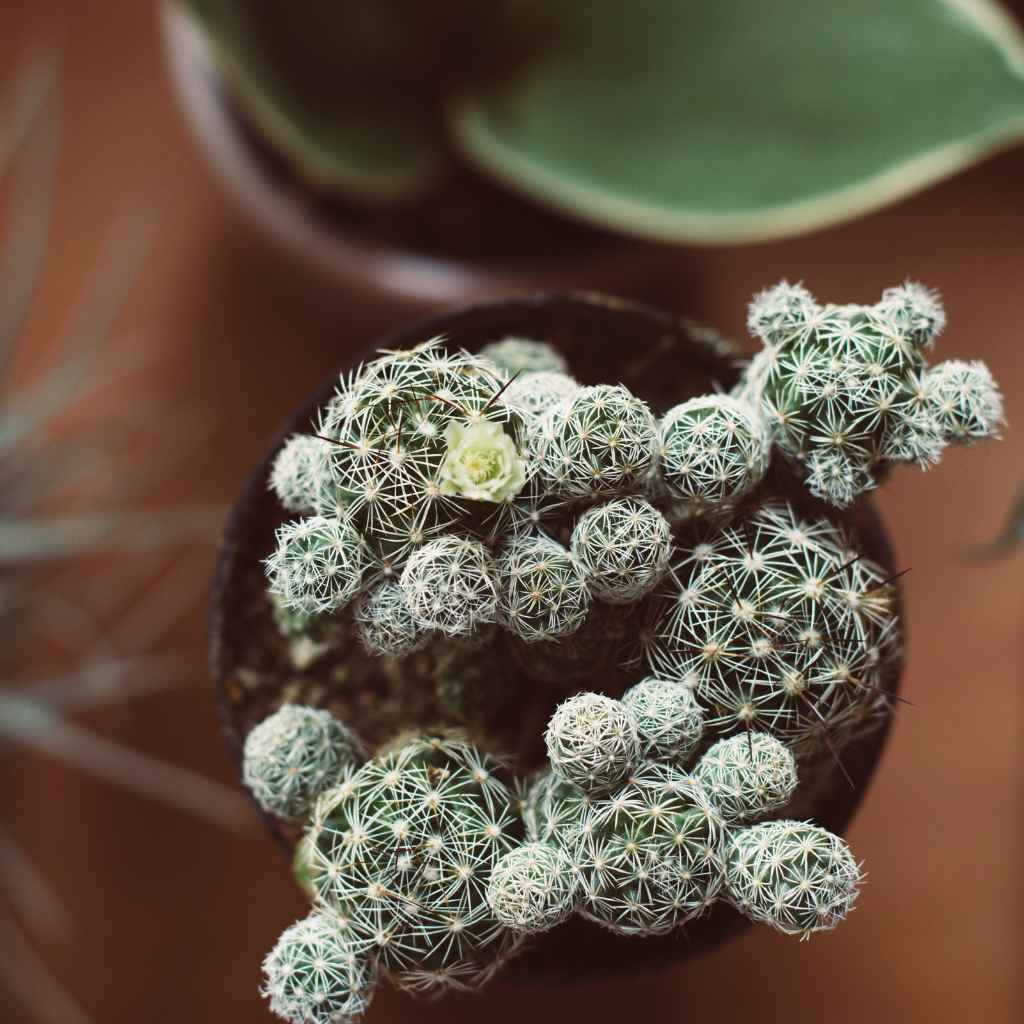 Unpacking the Protist Puzzle