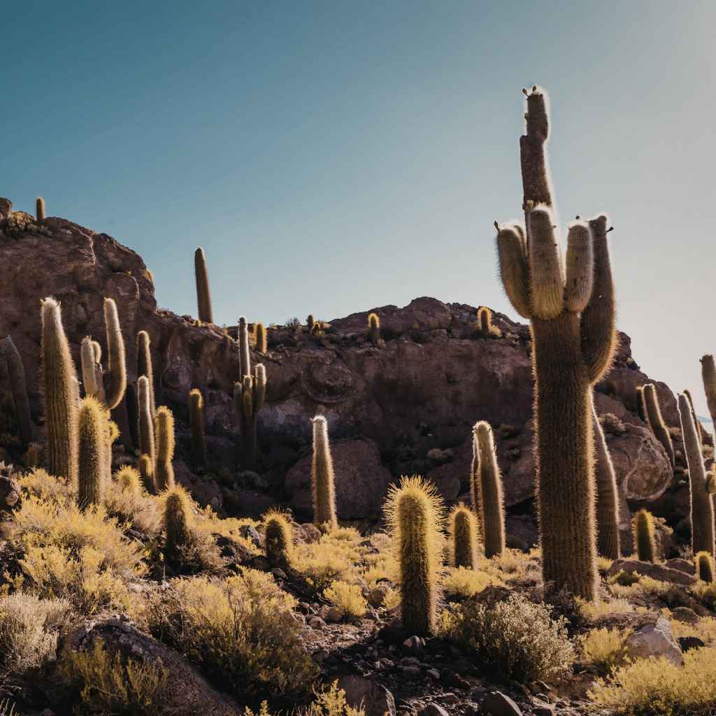 Understanding Mexico's Desert Regions