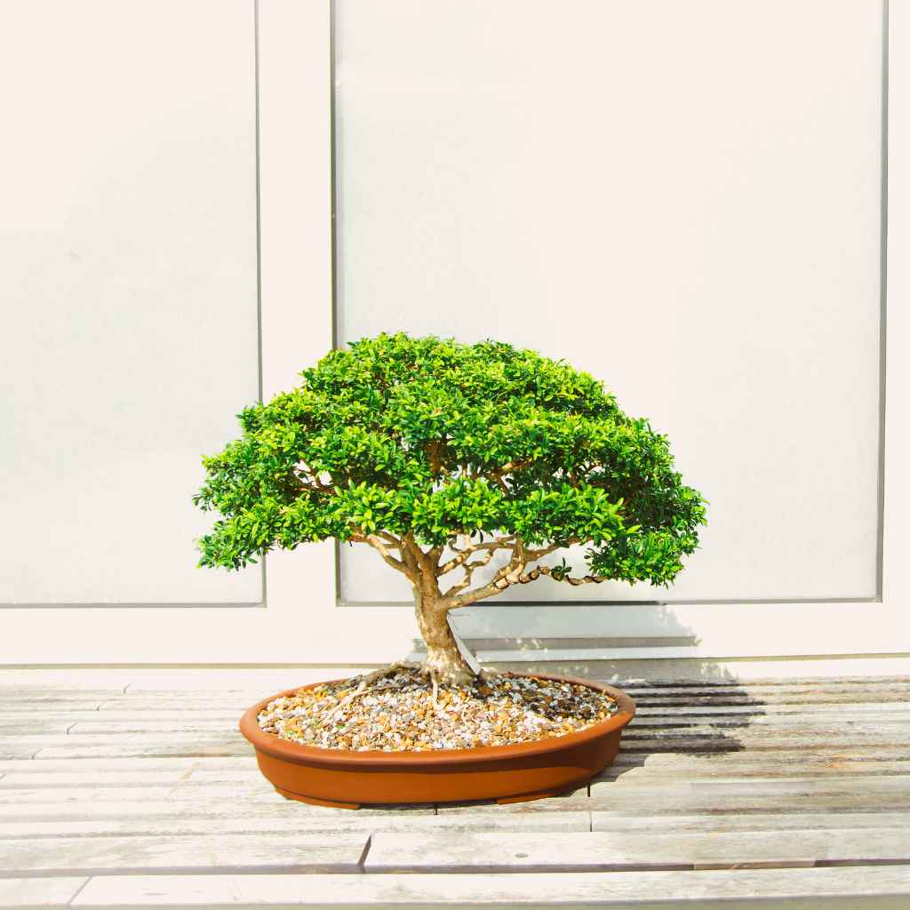 The Heart of Bonsai