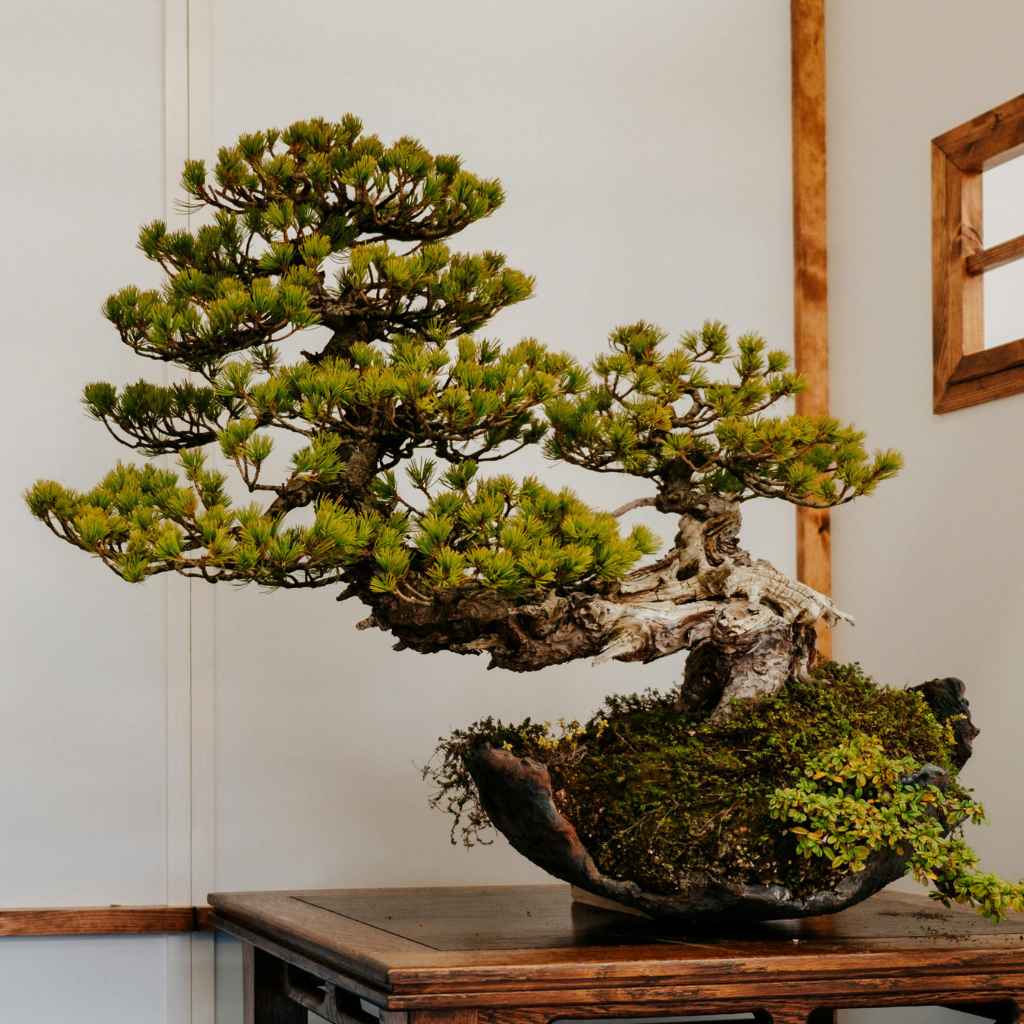 Quick Tips for Appreciating Bonsai